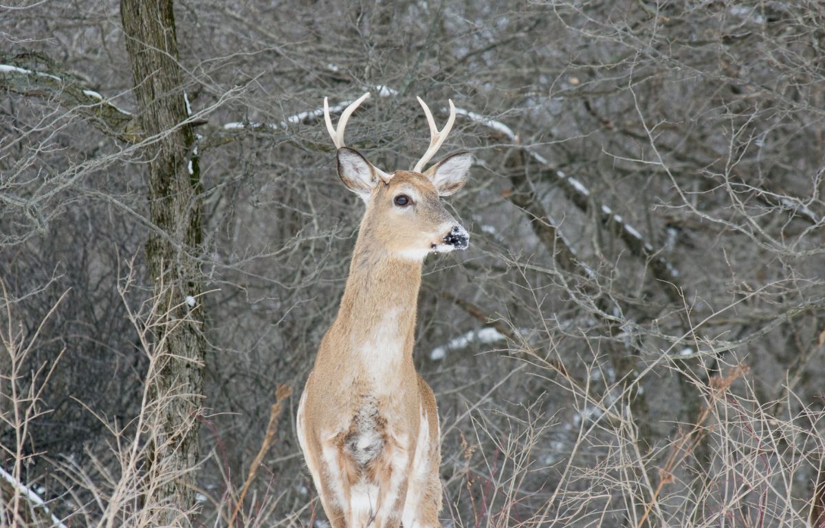 piebald-deer-what-is-it-and-how-rare-are-they-made-to-hunt