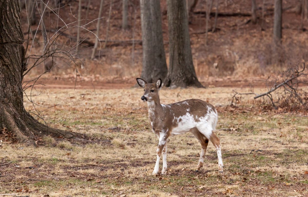 Piebald Deer What is it and how rare are they? Made To Hunt