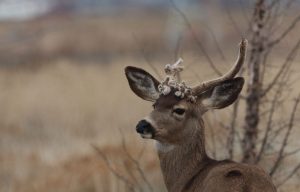 What is a cactus buck? Cryptorchidism explained.