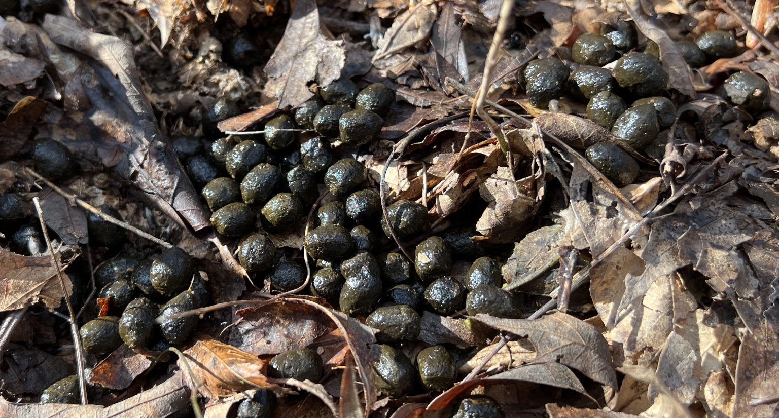 Everything you need to know about deer poop