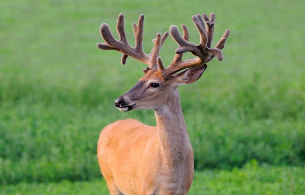 When Do Deer Shed Their Antlers & Why They Do It