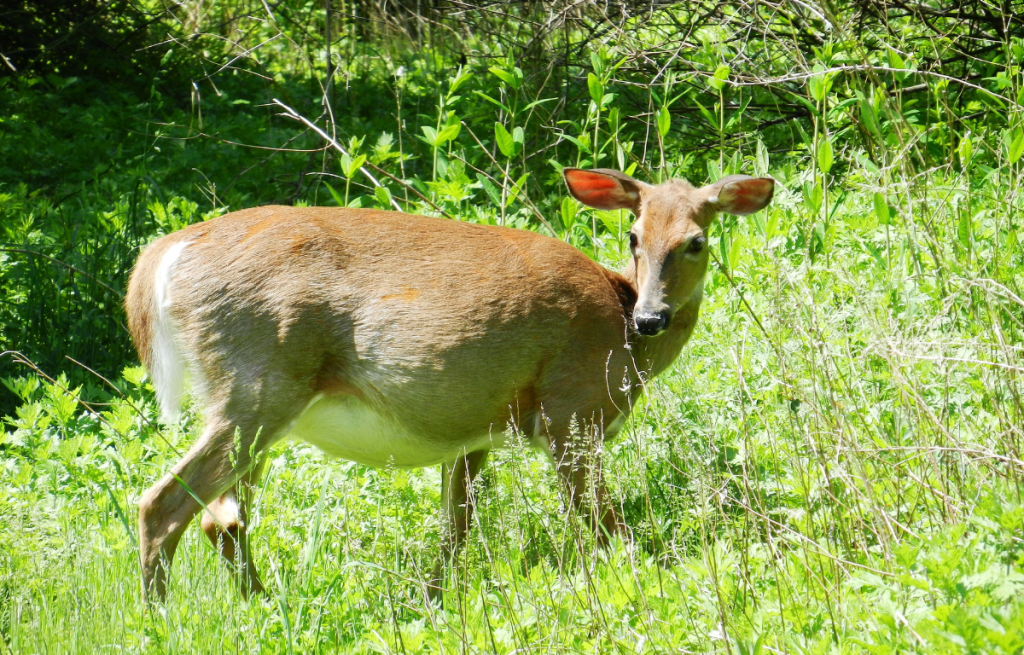 Gestation Period Of Whitetail Deer - Deer Reproduction Explained