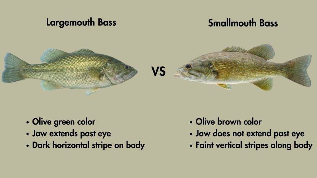 smallmouth vs largemouth bass